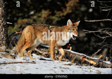 Le Coyote (Canis latrans) à la fin de l'automne de l'habitat de montagne (captive soulevées spécimen), Bozeman, Montana, USA Banque D'Images