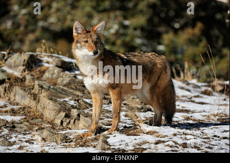 Le Coyote (Canis latrans) à la fin de l'automne de l'habitat de montagne (captive soulevées spécimen), Bozeman, Montana, USA Banque D'Images