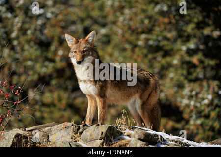 Le Coyote (Canis latrans) à la fin de l'automne de l'habitat de montagne (captive soulevées spécimen), Bozeman, Montana, USA Banque D'Images