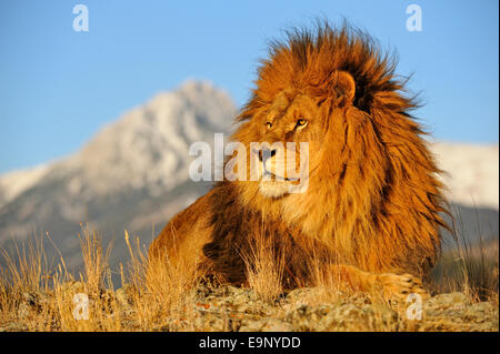 L'African lion (Panthera leo) Barbary lion disparu à l'état sauvage (captive soulevées spécimen), Bozeman, Montana, USA Banque D'Images