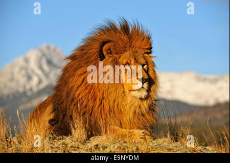 L'African lion (Panthera leo) Barbary lion disparu à l'état sauvage (captive soulevées spécimen), Bozeman, Montana, USA Banque D'Images