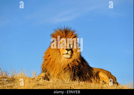 L'African lion (Panthera leo) Barbary lion disparu à l'état sauvage (captive soulevées spécimen), Bozeman, Montana, USA Banque D'Images