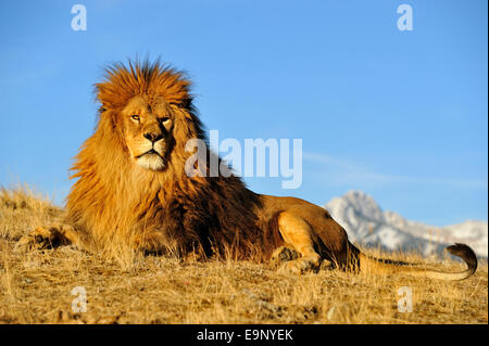 L'African lion (Panthera leo) Barbary lion disparu à l'état sauvage (captive soulevées spécimen), Bozeman, Montana, USA Banque D'Images