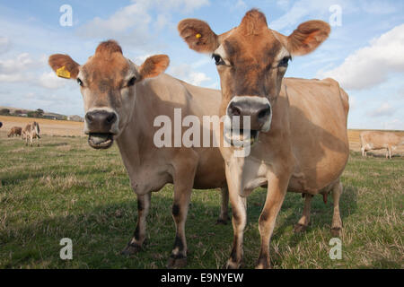 Paire de vaches de Jersey, île de Wight Banque D'Images