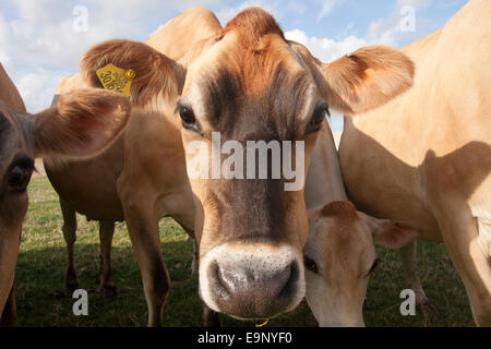 Troupeau de vaches de Jersey, île de Wight Banque D'Images