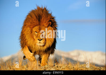 L'African lion (Panthera leo) Barbary lion disparu à l'état sauvage (captive soulevées spécimen), Bozeman, Montana, USA Banque D'Images