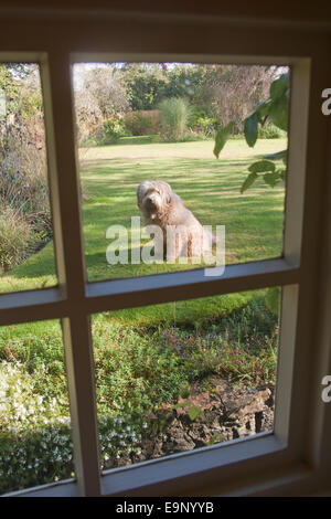 Wheaten Terrier, chien adulte viewed through window in Banque D'Images