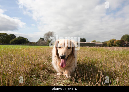 Chien teckel , seul adulte, balades en campagne, Sussex, Angleterre Banque D'Images