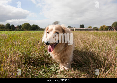 Teckel marche sur chemin, Itchenor, Chichester Harbour, péninsule de virilité, West Sussex, Angleterre Banque D'Images