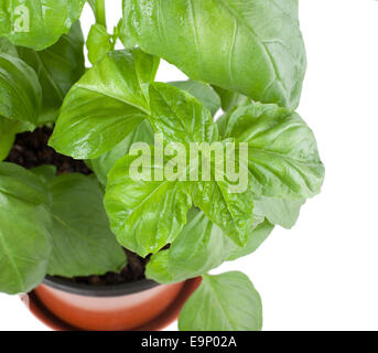 Le basilic plante dans un pot sur fond blanc. Banque D'Images