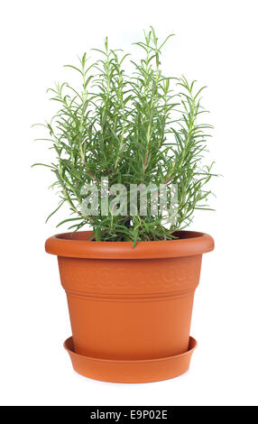 Le romarin plante en pot en argile, Rosmarinus officinalis. Banque D'Images