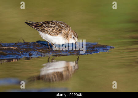 Première de l'hiver peu de passage (Calidris minuta) alimentation, Mainland, Shetland Banque D'Images