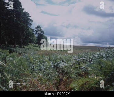 Vue sur plage de la lande et les bois Hampton Ridge entre Fritham et Frogham près de New Forest Hampshire Angleterre Fordingbridge Banque D'Images