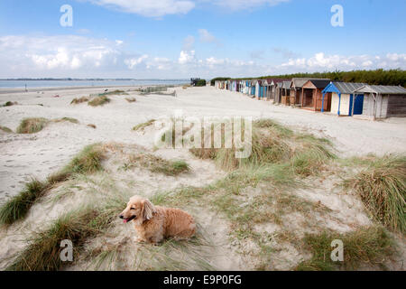 Teckel assis sur les dunes de sable et l'ammophile, West Wittering Beach, péninsule de virilité, West Sussex Banque D'Images