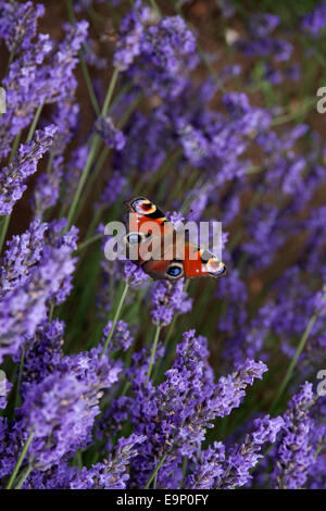 Peacock butterfly, Inachis io, seul, s'installa sur Norfolk Lavender (Heacham, Norfolk, East Anglia, Angleterre) Banque D'Images