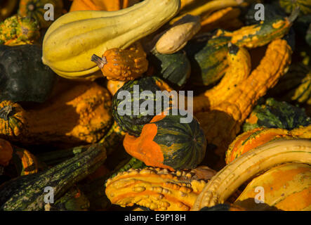 Les gourdes à un stand de la ferme Banque D'Images