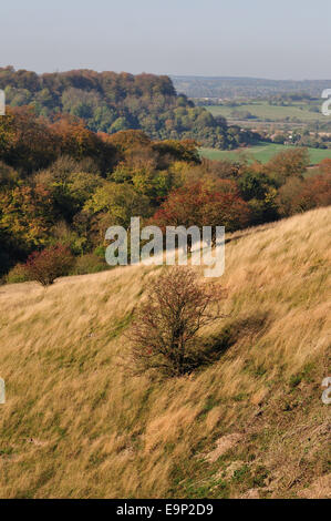 Savanna & Woodlands de Barton Hills National Nature Reserve, Bedfordshire, Angleterre Banque D'Images