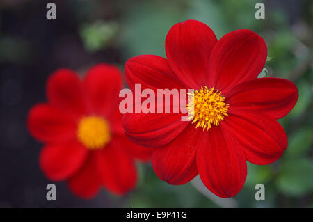 Dahlias rouges à pétales simples Banque D'Images