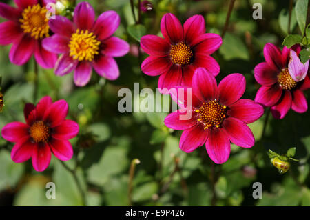 Bouquet de dahlias simples pétale roses Banque D'Images