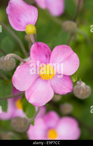 Anémone rose fleur japonaise. Banque D'Images