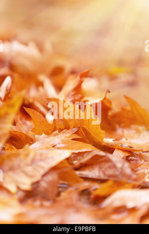 Bel Automne fond doré, feuilles d'érable sec sur le terrain au parc, automne, changement de nature concept Banque D'Images