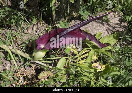 Fleur Arum Dragon commun - Bulgarie Banque D'Images