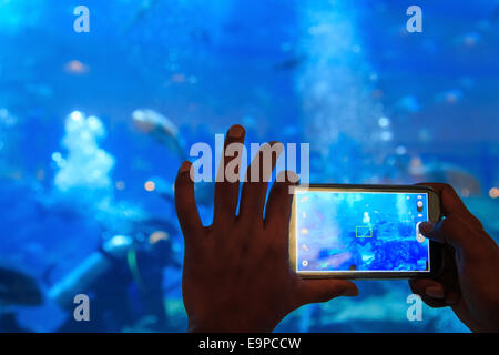 Tiré d'un homme de prendre un instantané des poissons dans un aquarium Banque D'Images