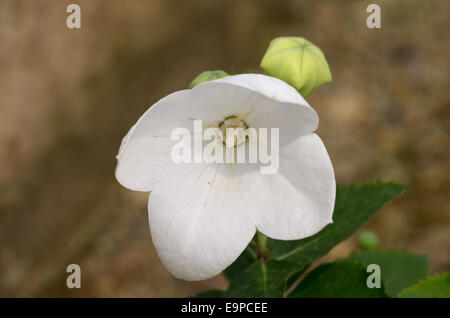 Balloon Flower Blanc Astra Banque D'Images