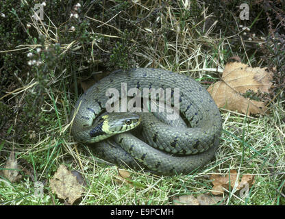 Couleuvre à collier - Natrix natrix Banque D'Images