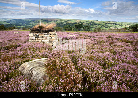 Abri de tir sur la lande de bruyère à couvert Falaise près de Yorkshire Angleterre Nidderdale Campsites Canet-en-Roussillon Banque D'Images