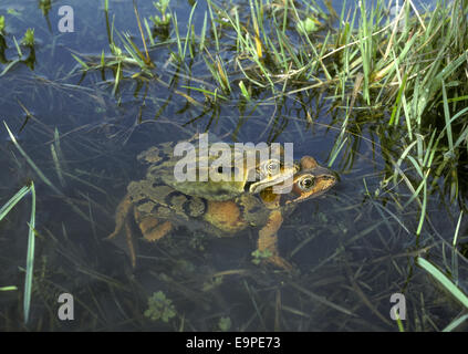 Grenouille Rousse - Rana temporaria Banque D'Images