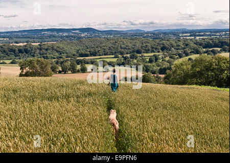 Une femme promener son chien sur un chemin à travers un champ de blé le long du sentier sur Wapley Mortimer Hill, Herefordshire. Les montagnes noires dans la distance Banque D'Images