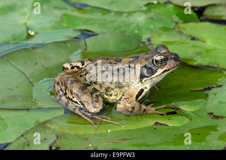 Grenouille Rousse - Rana temporaria Banque D'Images