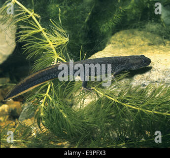 Grand triton crêté - Triturus cristatus Banque D'Images