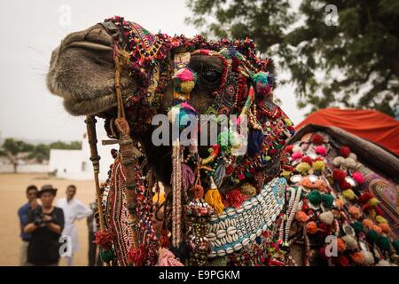 Le Rajasthan. 31 octobre, 2014. Photo prise le 31 octobre 2014 montre un chameau décoré par l'artiste local Ashok Tak lors d'une décoration de chameau chameau afficher dans la foire de Pushkar du Rajasthan, en Inde. Des milliers de commerçants de bétail venu à la traditionnelle foire annuelle de chameau où le bétail, principalement des chameaux, sont échangées. Ce salon est l'une des plus grandes foires de chameau. Credit : Zheng Huansong/Xinhua/Alamy Live News Banque D'Images