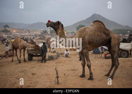 Le Rajasthan. 31 octobre, 2014. Photo prise le 31 octobre 2014 montre à la foire de chameau chameau à Pushkar du Rajasthan, en Inde. Des milliers de commerçants de bétail venu à la traditionnelle foire annuelle de chameau où le bétail, principalement des chameaux, sont échangées. Ce salon est l'une des plus grandes foires de chameau. Credit : Zheng Huansong/Xinhua/Alamy Live News Banque D'Images