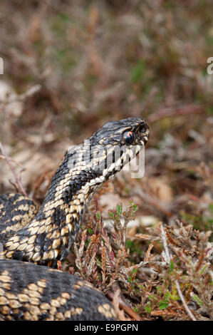 Adder - Vipera berus Banque D'Images