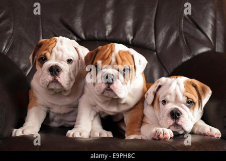 Trois chiots bouledogue anglais assis sur un canapé en cuir noir. Banque D'Images