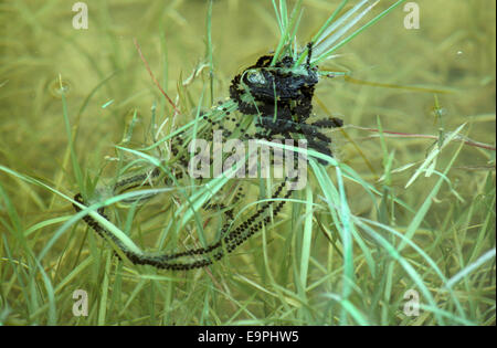 Spawn - Crapaud commun Bufo bufo Banque D'Images