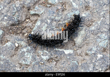 Une chenille de paon (Aglais io) ramper papillon sur un rocher Banque D'Images