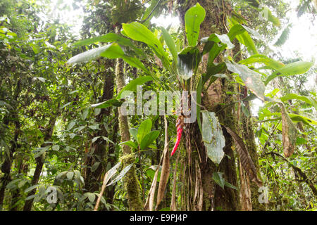 Pitcairnia floraison de broméliacées dans l'intérieur de l'troipcal près de la forêt tropicale du Parc National Sumaco en Amazonie équatorienne Banque D'Images