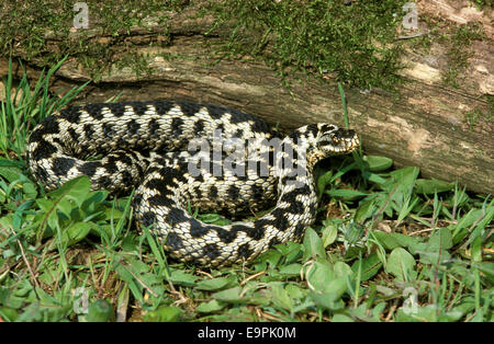 Adder - Vipera berus Banque D'Images