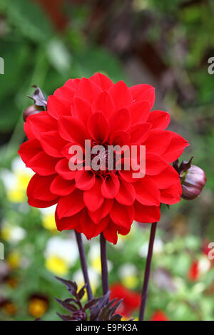 La fleur écarlate chef de Dahlia 'évêque de Llandaff' Banque D'Images