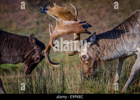 La rut Daims Close-up Banque D'Images