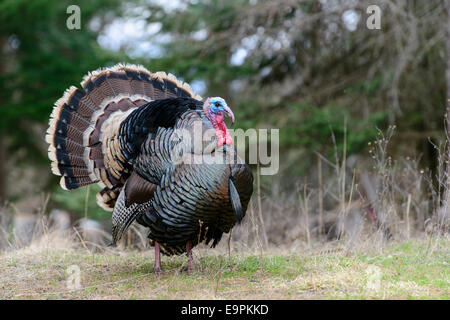 Dispalying merriam's wild turkey, l'ouest du Montana Banque D'Images