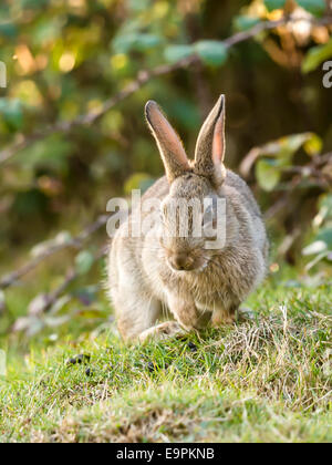 Lapin sauvage (Leveret), [Lepus] curpaeums confortablement assis avec les oreilles et nez prolongée secousses musculaires. Banque D'Images