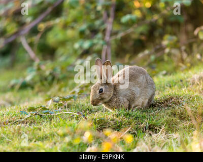 Lapin sauvage (Leveret), [Lepus] curpaeums confortablement assis avec les oreilles et nez prolongée secousses musculaires. Banque D'Images