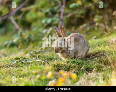 Lapin sauvage (Leveret), [Lepus] curpaeums confortablement assis avec les oreilles et nez prolongée secousses musculaires. Banque D'Images