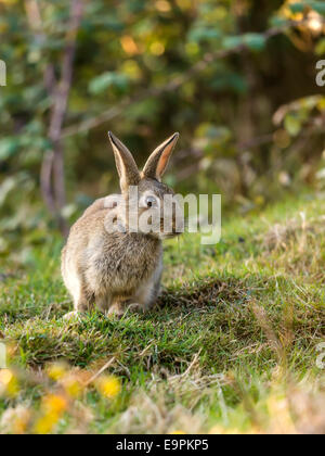 Lapin sauvage (Leveret), [Lepus] curpaeums confortablement assis avec les oreilles et nez prolongée secousses musculaires. Banque D'Images