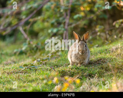 Lapin sauvage (adulte), [Lepus] curpaeums confortablement assis avec les oreilles et nez prolongée secousses musculaires. Banque D'Images